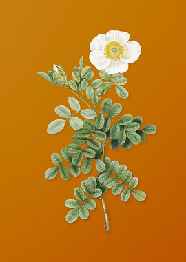 Vintage Macartney Rose