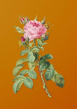 Lelieurs Four Seasons Rose