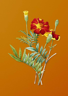Vintage Mexican Marigold