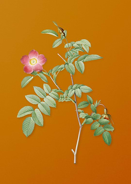 Vintage Pink Alpine Rose