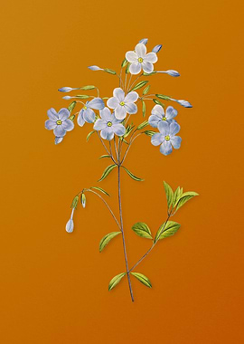 Vintage Phlox Flower