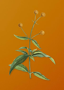 Vintage Orange Ball Tree