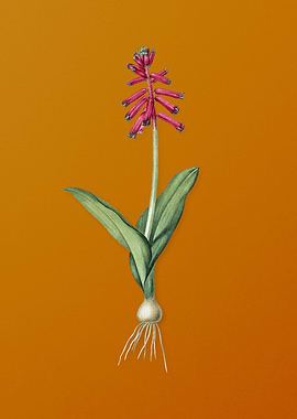 Vintage Lachenalia Pendula