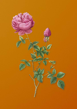 Pink Autumn China Rose