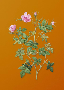 Pink Flowering Rosebush