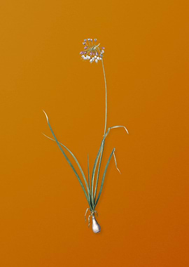 Vintage Nodding Onion