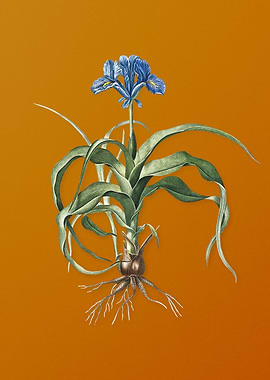 Vintage Iris Scorpiodes