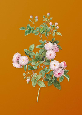 Vintage Pink Baby Roses