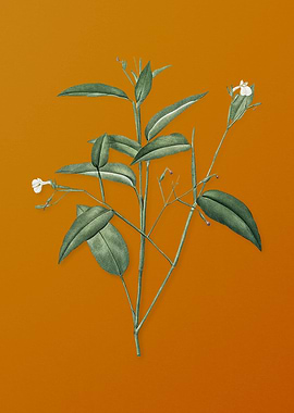 Maranta Arundinacea Flower