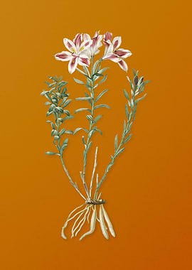 Vintage Lily of the Incas