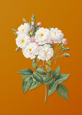 Vintage Noisette Roses