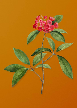 Mountain Laurel Branch