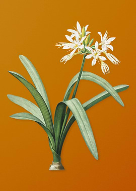 Pancratium Illyricum