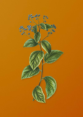 Vintage New Jersey Tea