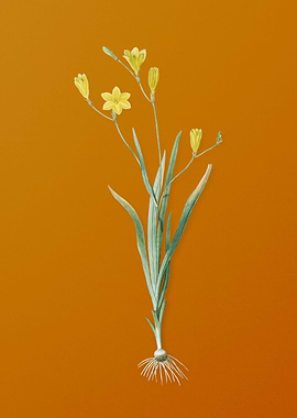 Vintage Ixia Bulbifera