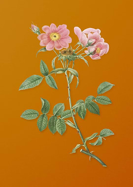 Lady Monson Rose Bloom