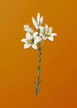 Vintage Madonna Lily