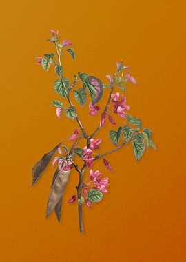 Vintage Judas Tree Flower