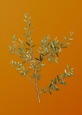 Myrtle Dahoon Branch