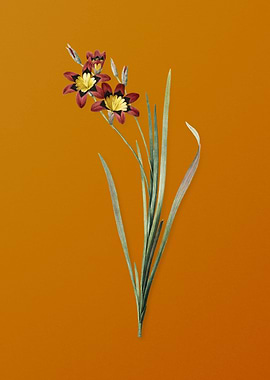 Vintage Ixia Tricolor