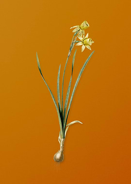 Narcissus Calathinus