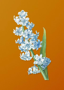 Vintage Oriental Hyacinth