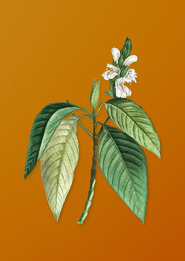 Vintage Malabar Nut Flower