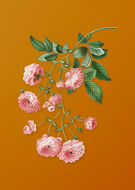 Vintage Pink Rambler Roses