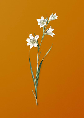 Vintage Painted Lady