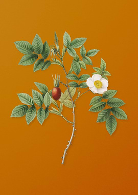 Mountain Rose Bloom Flower