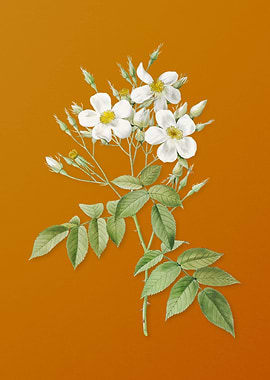 Vintage Musk Rose Flower