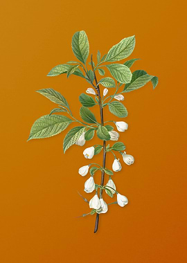 Mountain Silverbell Flower