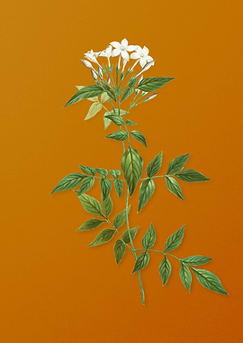 Jasmin Officinale Flower