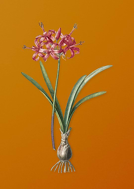 Vintage Guernsey Lily