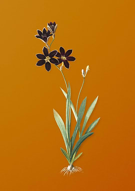 Vintage Ixia Grandiflora