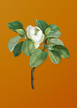 Vintage Magnolia Elegans