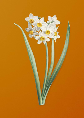 Narcissus Easter Flower