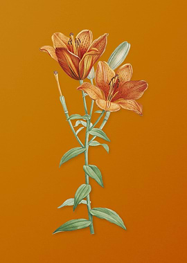 Orange Bulbous Lily Flower