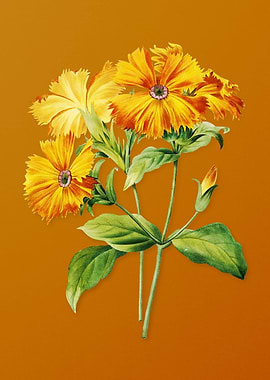 Lychnis Grandiflora Flower