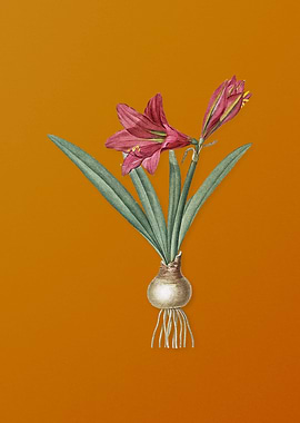 Vintage Hippeastrum Flower