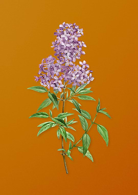 Vintage Persian Lilac