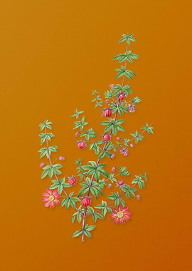 Madder Leaved Bauera