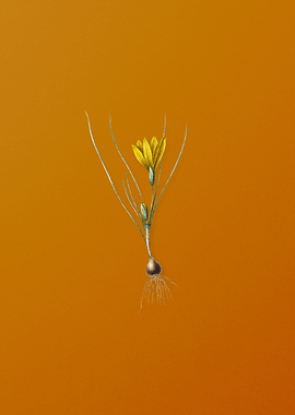 Vintage Ixia Filifolia