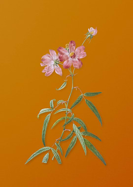 Vintage Peach Leaved Rose