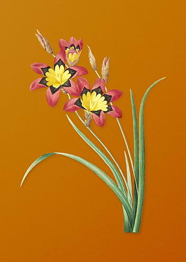 Vintage Ixia Tricolore