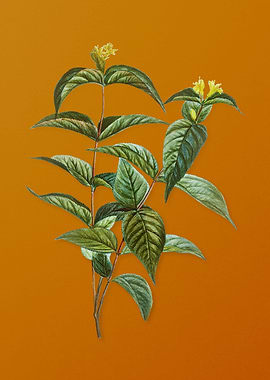 Bush Honeysuckle Flower