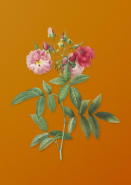 Vintage Hudson Rose Flower