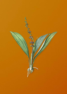 Vintage Peliosanthes Teta