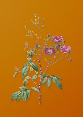 Pink Noisette Roses Flower