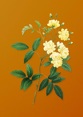 Vintage Lady Banks Rose